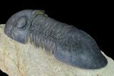 Paralejurus Trilobite - Morocco #171493-4